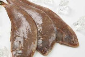 IMÁGENES PESCADO