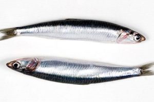 009 ANCHO BOQUERON