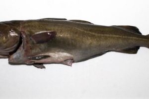 011 BACALAO