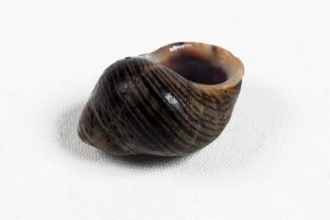 015 BIGARO