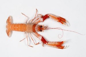 030 CIGALA