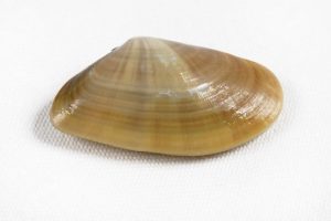 034 COQUINA