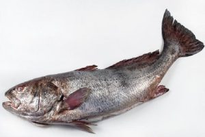 036 CORVINA