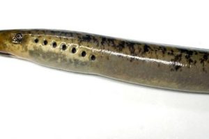 044 LAMPREA