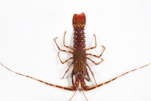 045 LANGOSTA