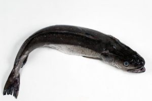 055 MERLUZA