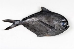 061 PALOMETA
