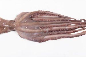 069 PULPO