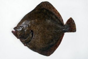 073 RODABALLO
