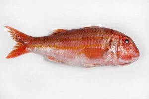 076 SALMONETE