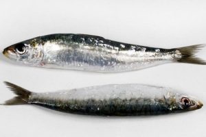 077 SARDINA