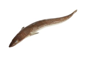 1-caratula-Pez-Palo-Percophis-brasiliensis