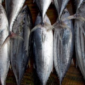 Fresh fish counter - raw tuna in a row, top view. Tuna on market