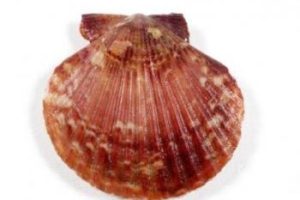 Zamburiña