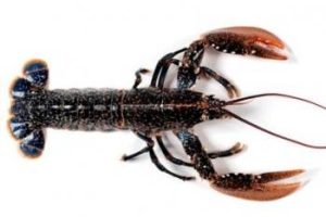 bogavante