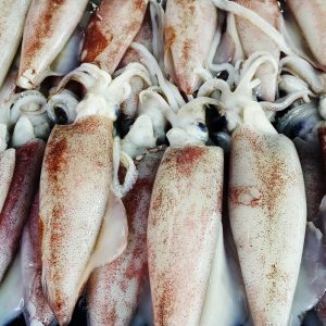 A bunch of squid