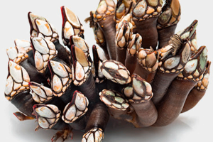 cetarea-duromar-sanxenxo-marisco-percebes-navajas-langostinos-galicia-bogavante-almeja-percebe