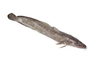 23888273 - fresh ling fish on white background